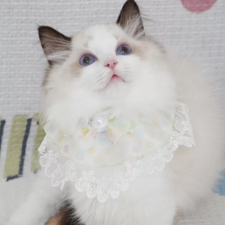 ID:2406-02970の子猫