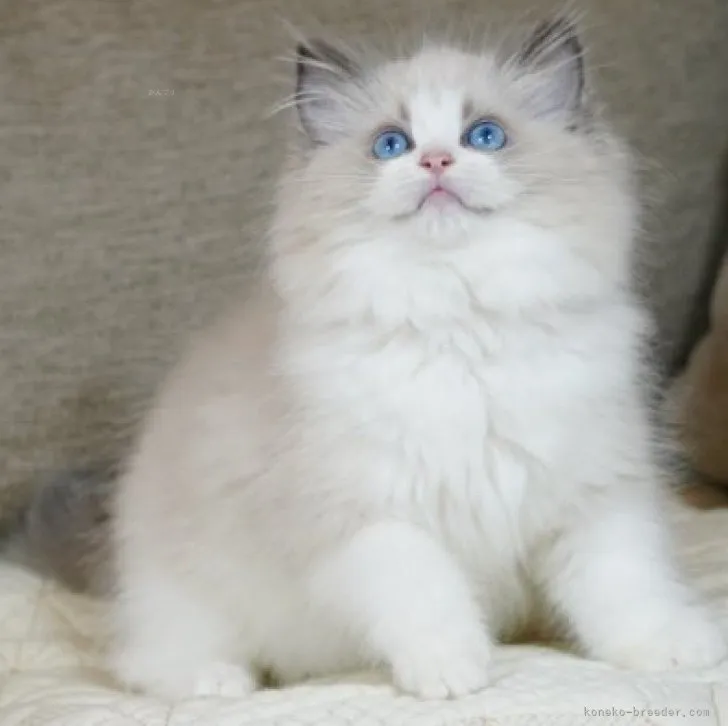ID:2310-00989の子猫