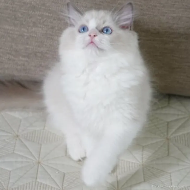 ID:2306-03692の子猫