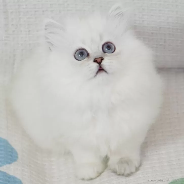 ID:2312-02988の子猫