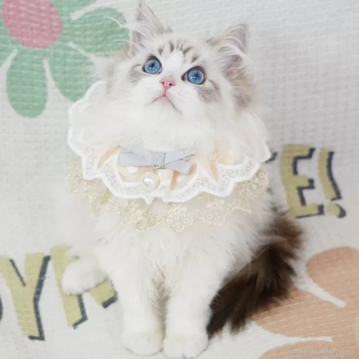 ID:2401-01591の子猫