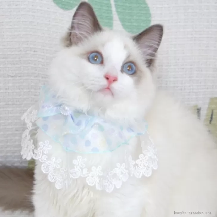 ID：2405-00452の子猫