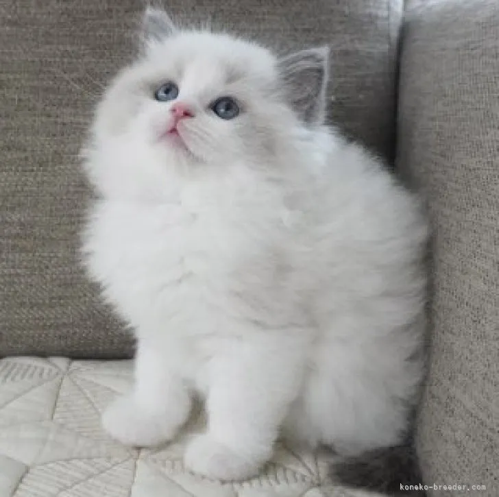 ID：2305-00431の子猫