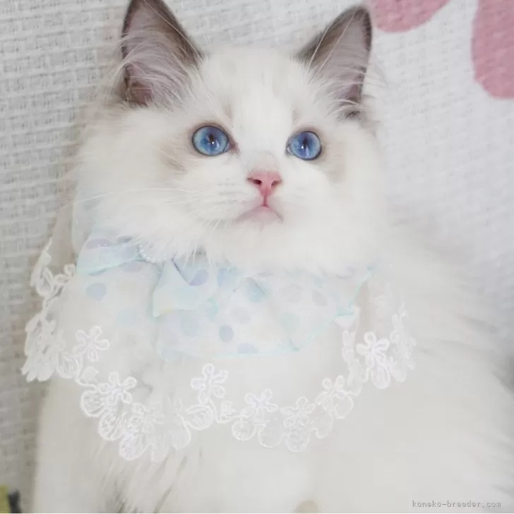 ID：2406-02950の子猫