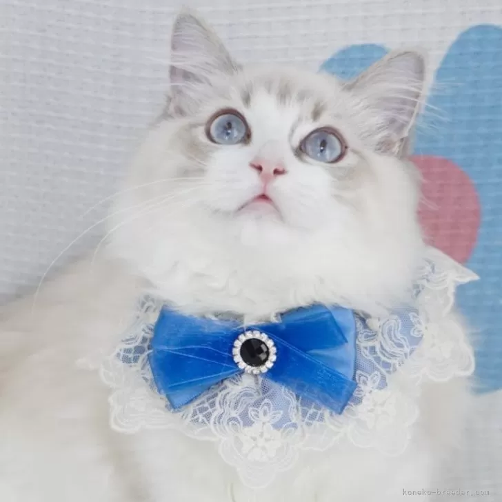 ID:2409-01611の子猫