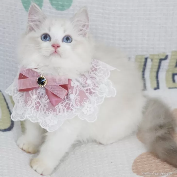 ID:2406-02309の子猫