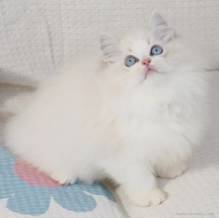 ID:2312-00306の子猫