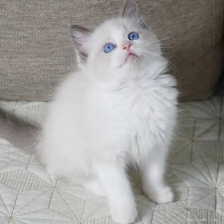 えり 様のお迎えした子猫