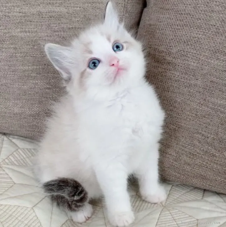 ID：2303-02711の子猫