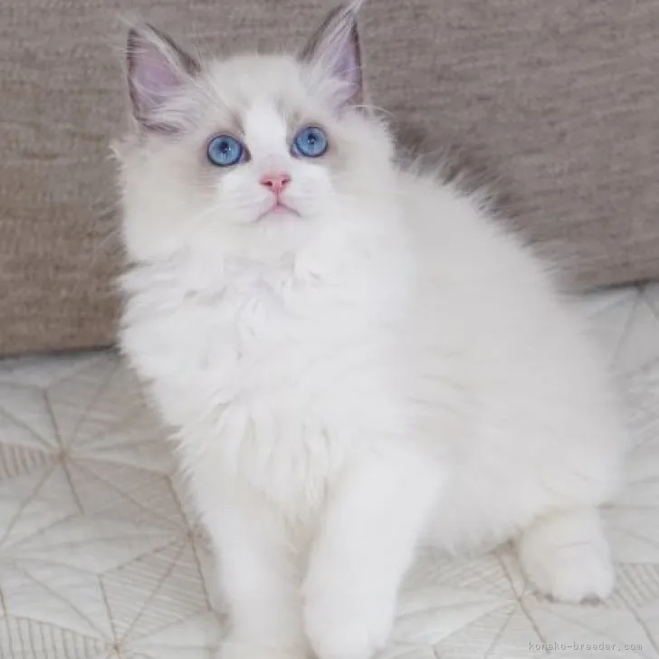 ID:2310-01317の子猫