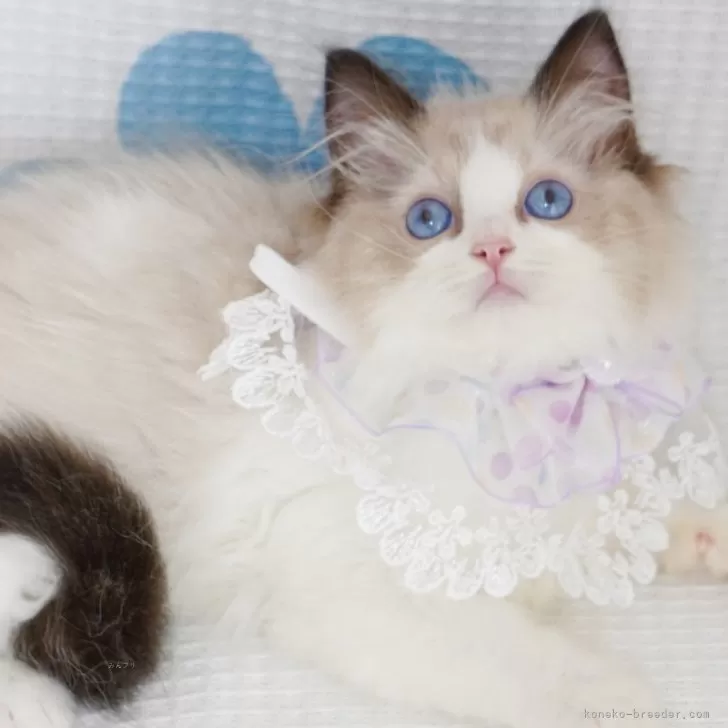ID:2407-03142の子猫