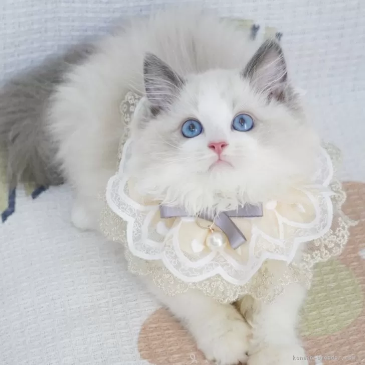 ID:2406-02298の子猫