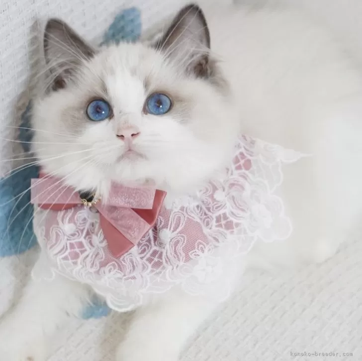 ID：2407-01437の子猫