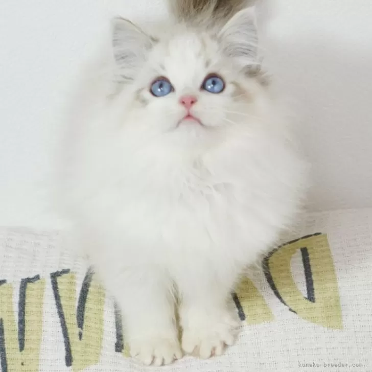 ID：2401-00209の子猫