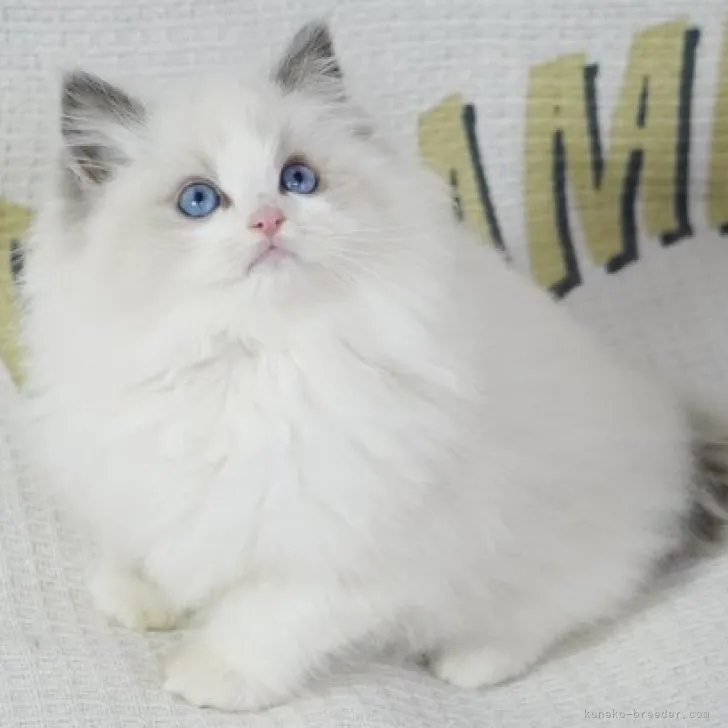 ID:2311-01221の子猫