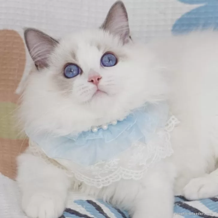 ID:2408-02818の子猫