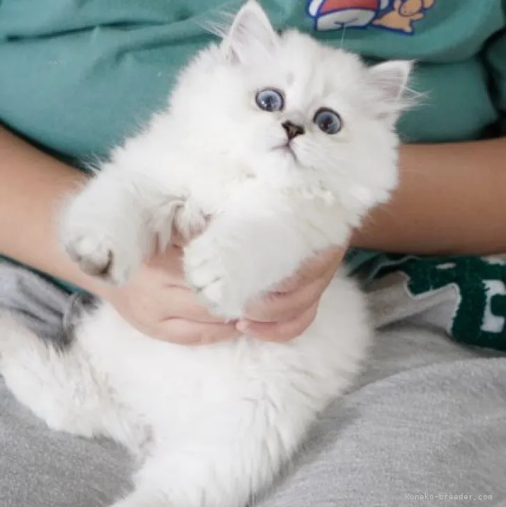 ID:2308-03158の子猫