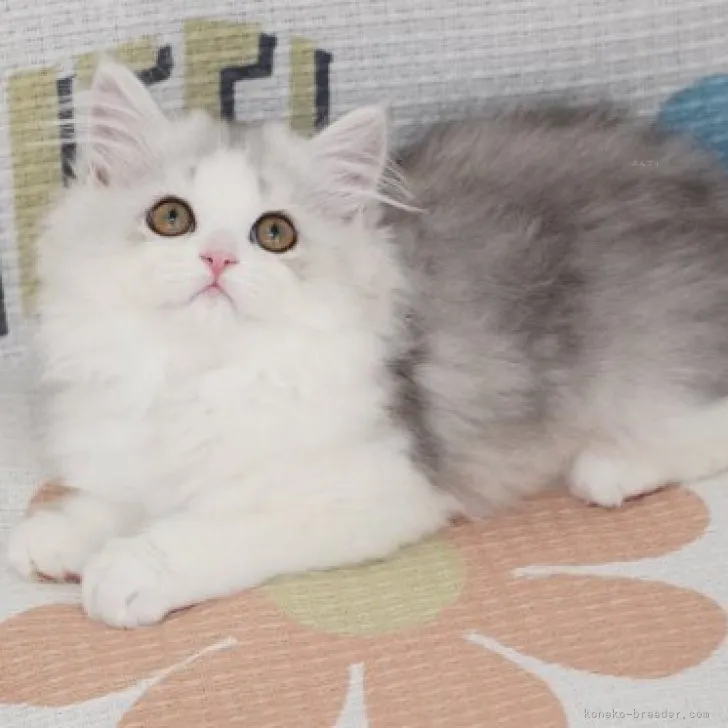 ID：2311-01322の子猫