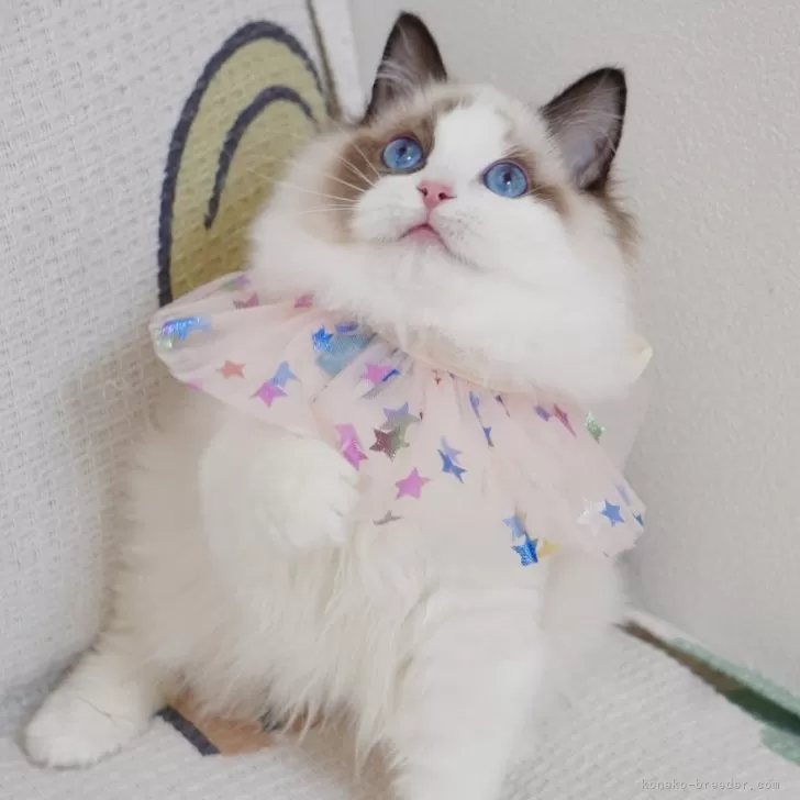 ID：2402-00889の子猫