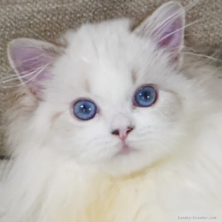 ID:2307-00536の子猫