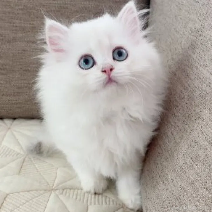 ID:2304-02365の子猫