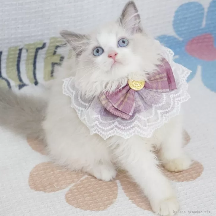 ID：2406-02295の子猫