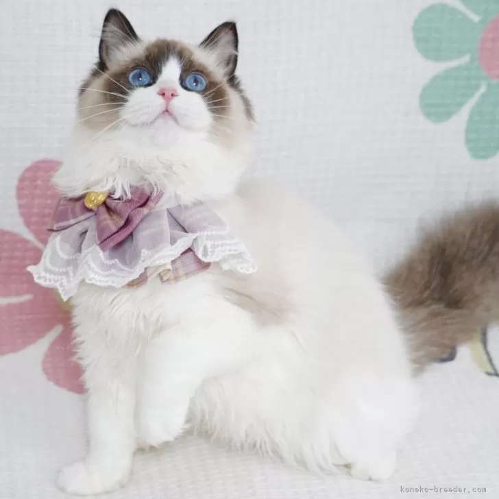 ID:2402-01724の子猫