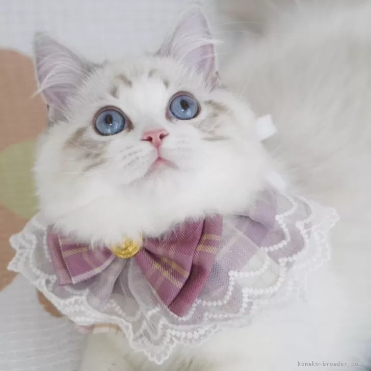 ID：2409-01375の子猫