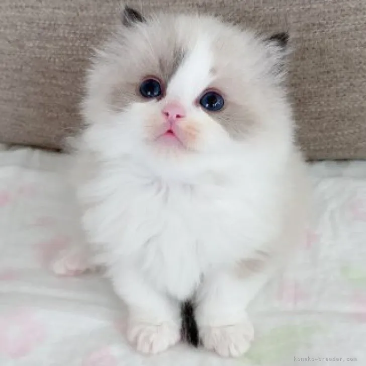 ID:2303-02219の子猫