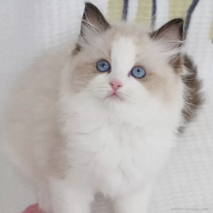 ID:2410-02457の子猫