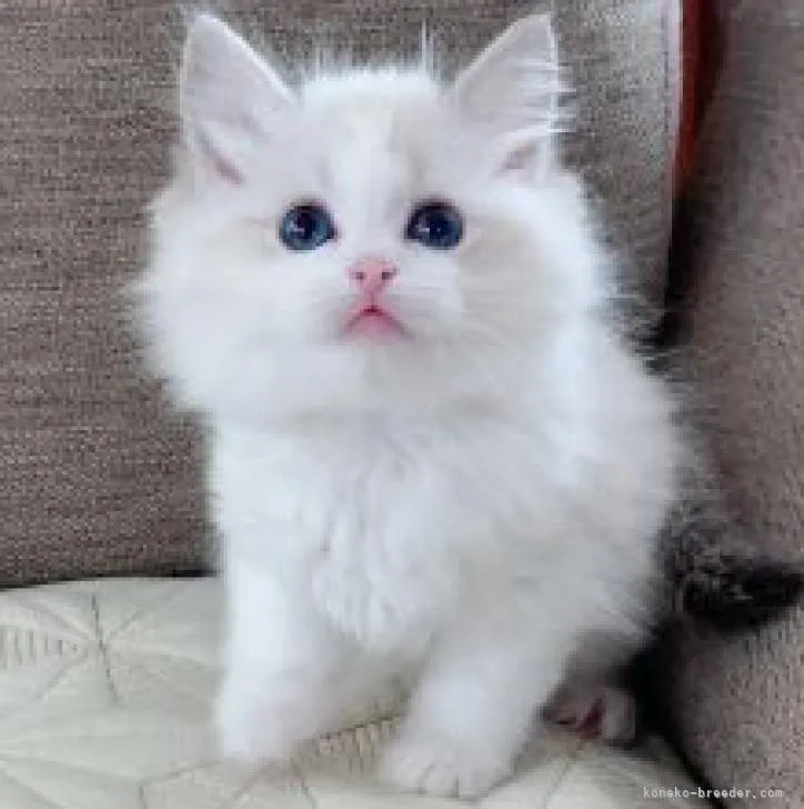 ID:2302-00107の子猫