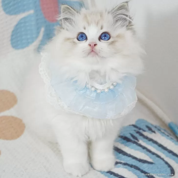 ID:2401-01843の子猫