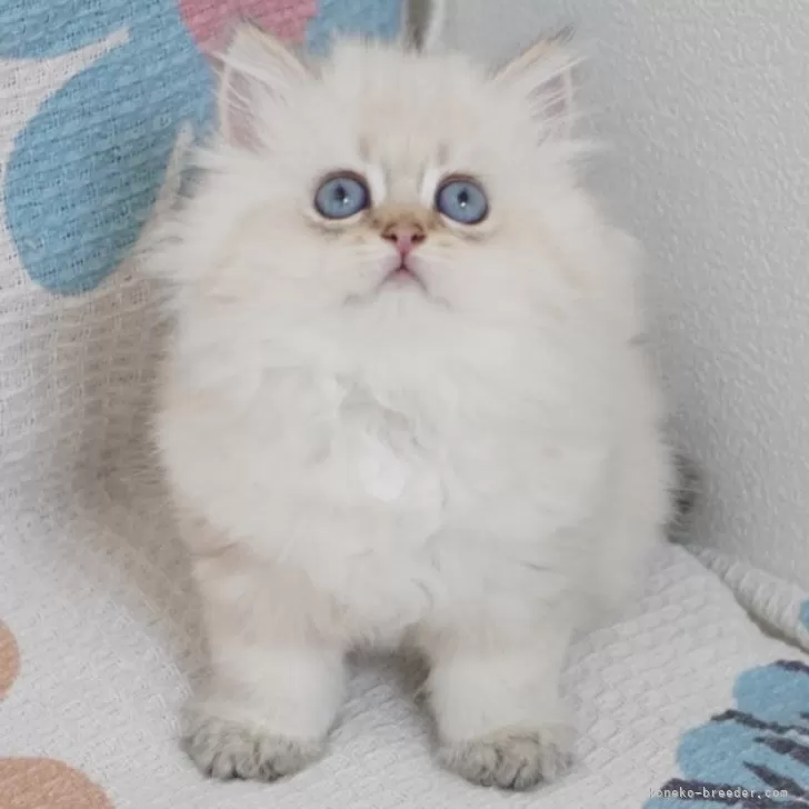 ID:2406-00639の子猫