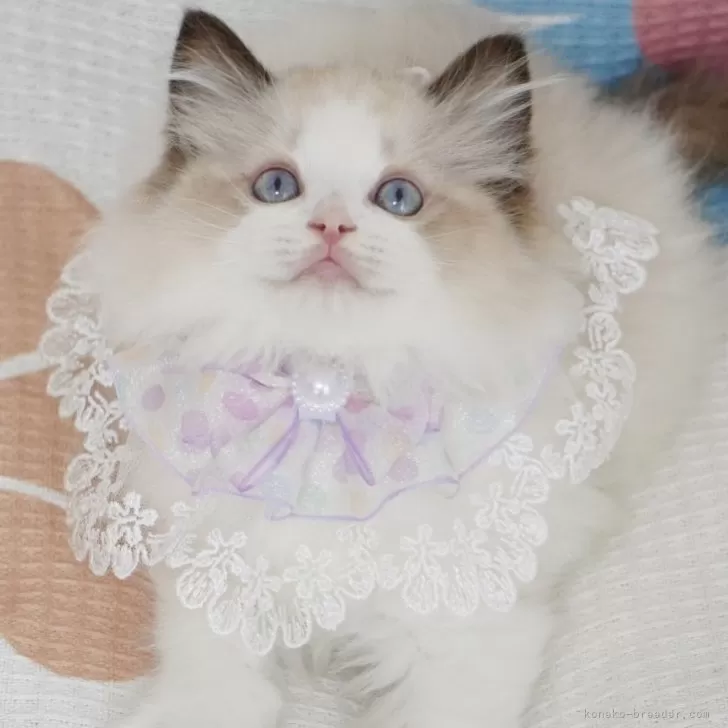 ID:2408-01507の子猫