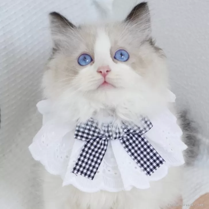 ID：2407-02478の子猫