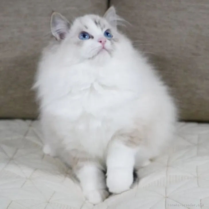 ID：2305-01029の子猫