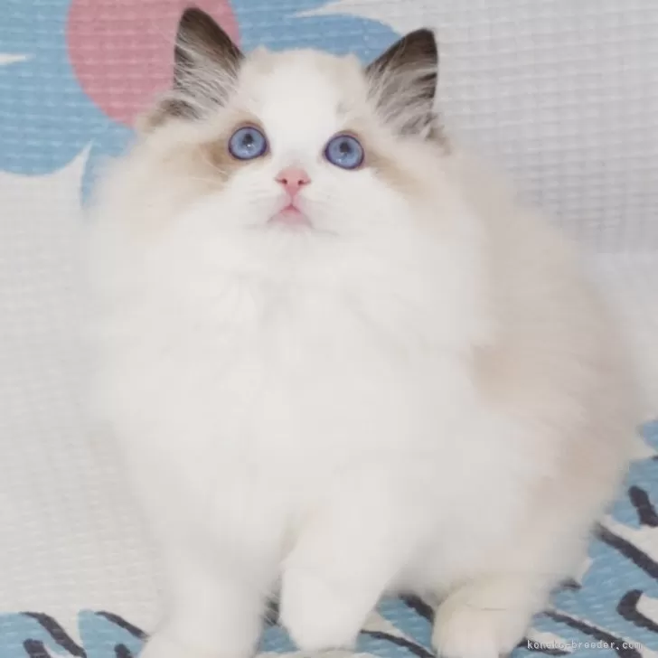 ID:2411-00766の子猫