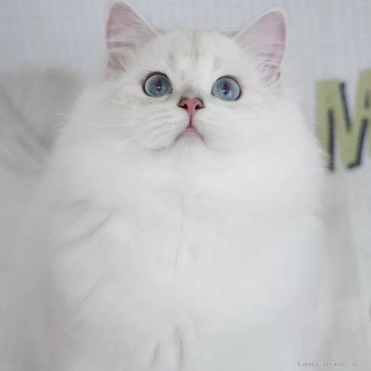 ID：2405-03879の子猫