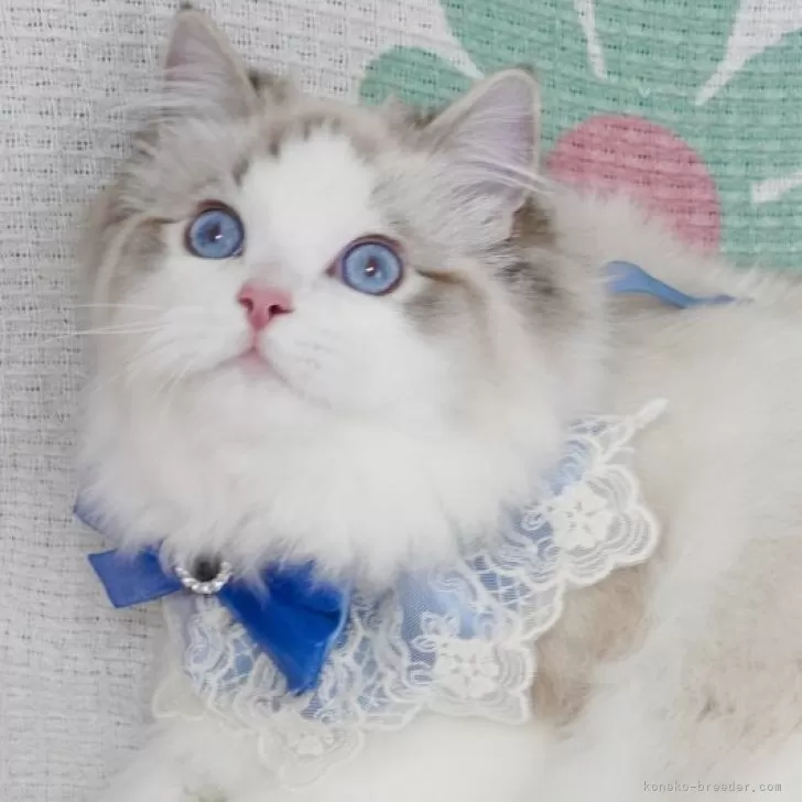 ID:2312-02980の子猫