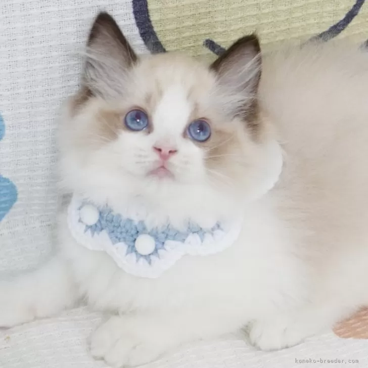 ID：2408-01510の子猫