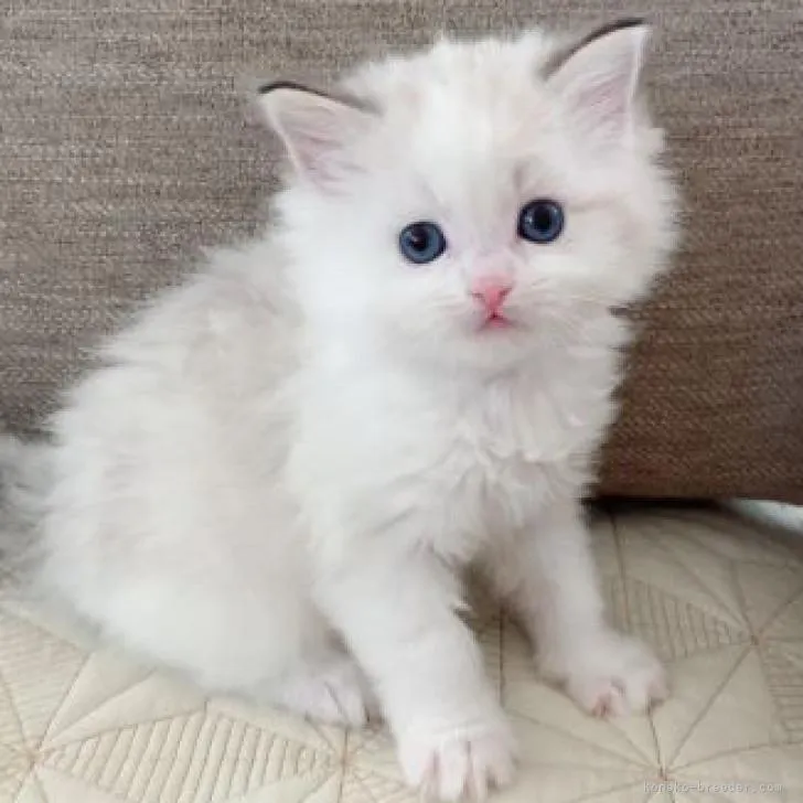 ID:2301-02373の子猫