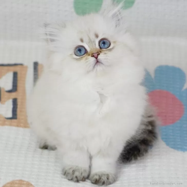 ID:2401-00402の子猫
