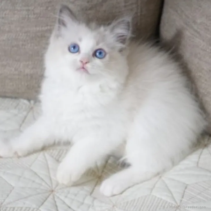 ID:2309-02671の子猫