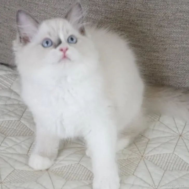 ID：2309-00440の子猫