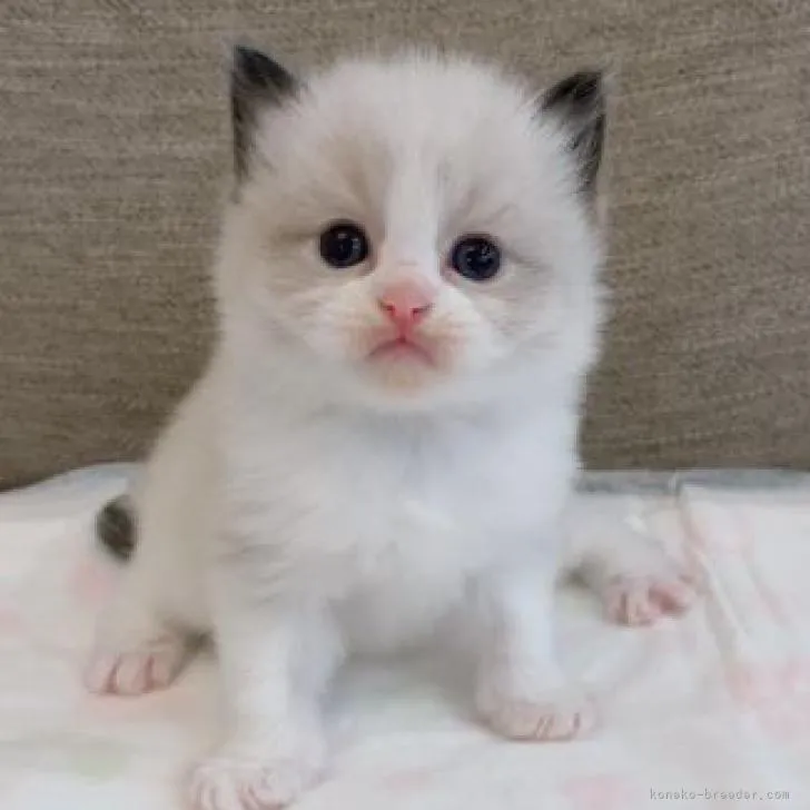 ID：2210-00055の子猫