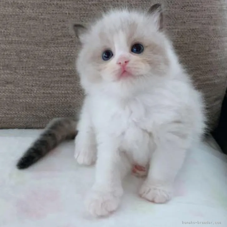 ID：2209-00742の子猫