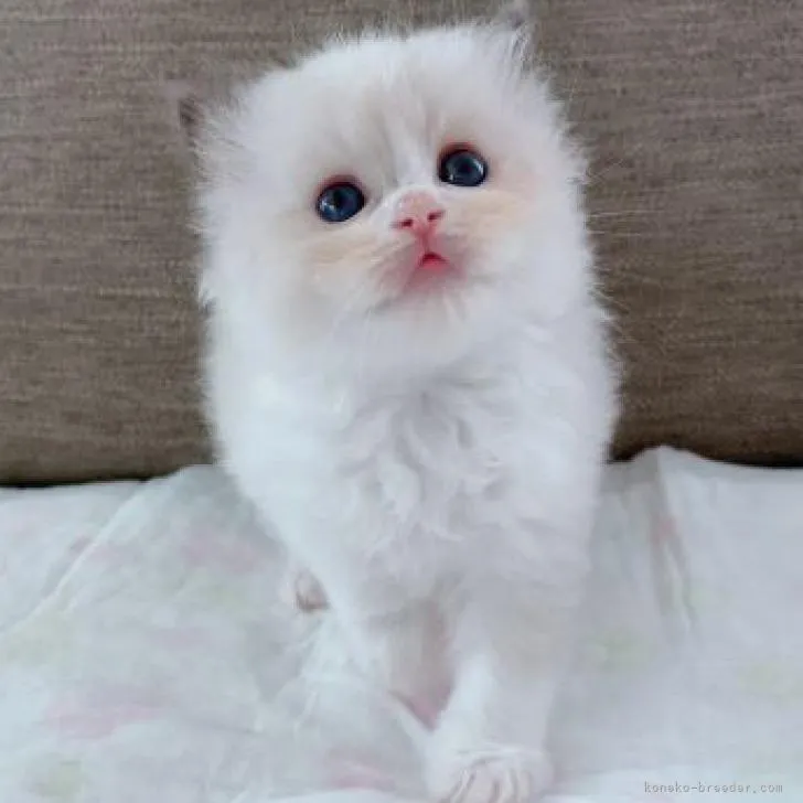 ID：2209-00843の子猫