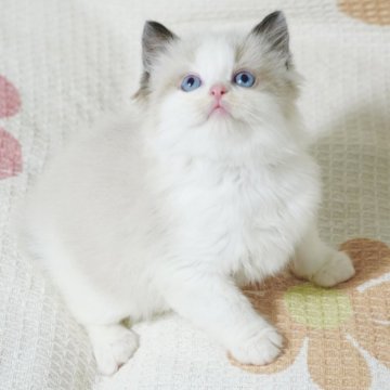 ラグドール【茨城県・男の子・2024年3月19日・シールポイントバイカラー（長毛）】の写真「両親外産 まん丸顔 大きいブルー目🥰」