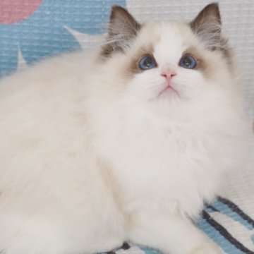 ラグドール【茨城県・男の子・2024年9月12日・シールポイントバイカラー（爆毛）】の写真「両親外産 まん丸顔 🐼みたい 濃いブルー目🩵」