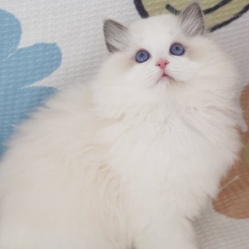ラグドール【茨城県・男の子・2024年9月1日・ブルーポイントバイカラー（爆毛）】の写真「両親外産 まん丸顔 濃いブルー目🩵爆毛」